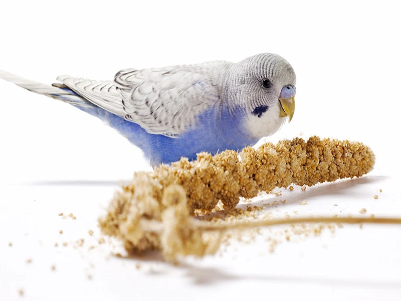 بهترین غذاها در دوران پرریزی مرغ عشق