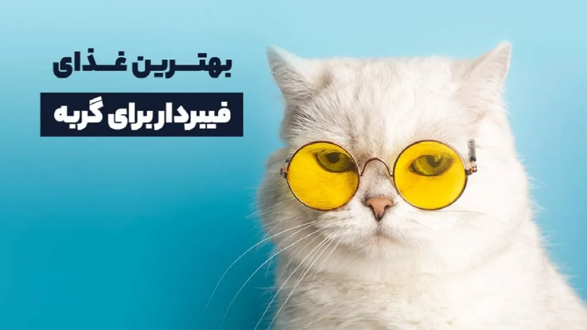 بهترین غذای فیبردار برای گربه: مزایا + طرز تهیه