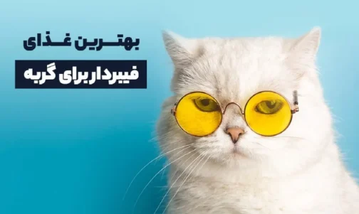 بهترین غذای فیبردار برای گربه: مزایا + طرز تهیه
