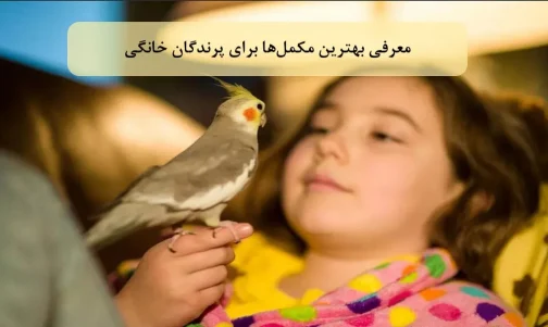 معرفی بهترین مکمل‌ها برای پرندگان خانگی
